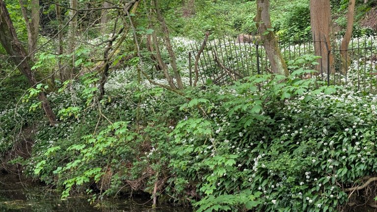 Wild Garlic