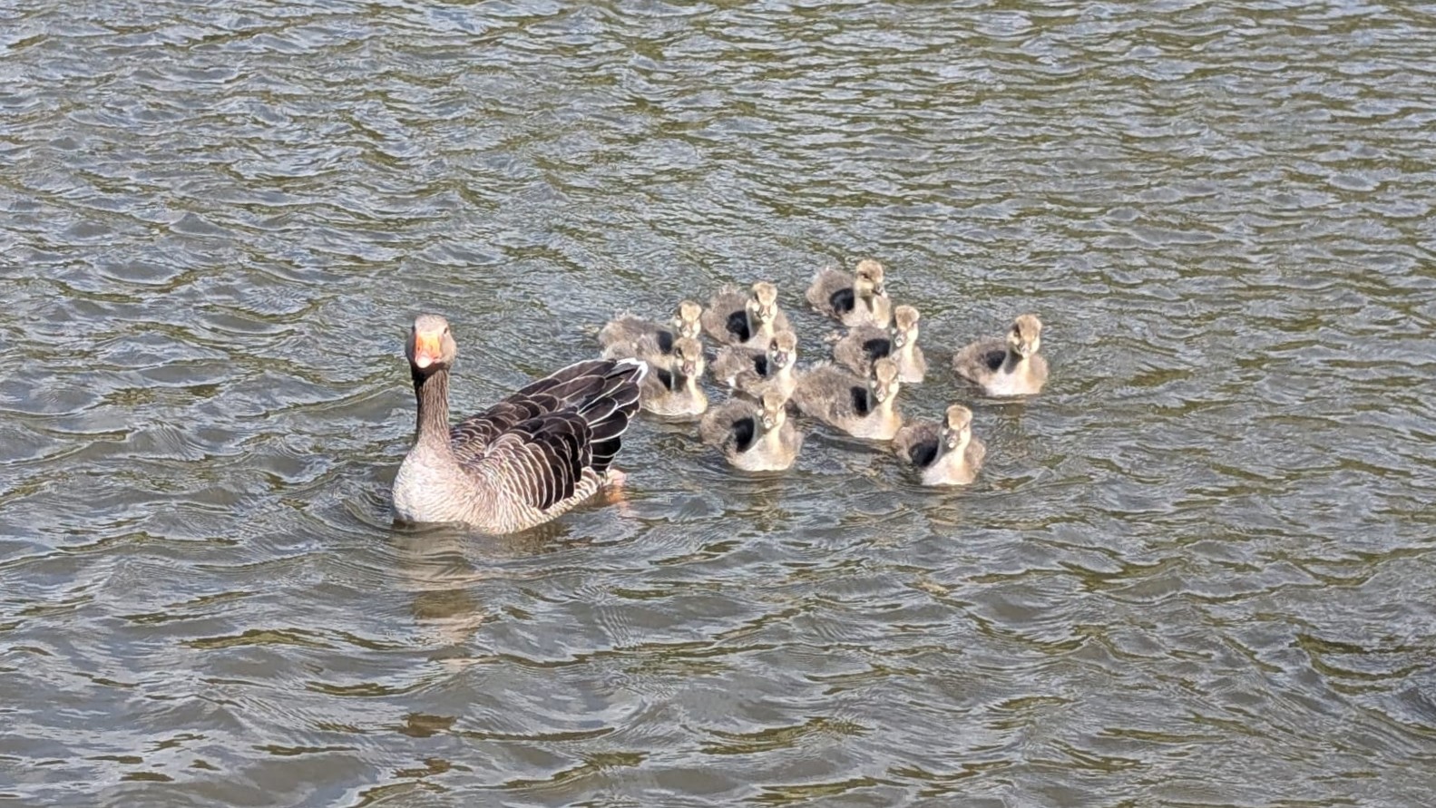 Geese and Goslings