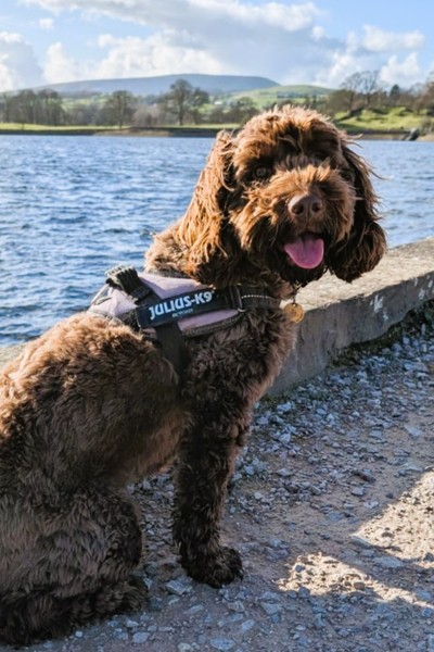 Boasley, the Narrowboat Round Tuit boat dog.