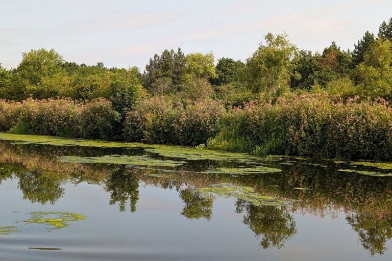 View across the Aire & Calder Navigation on a sunny summer day with calm water and green countryside.