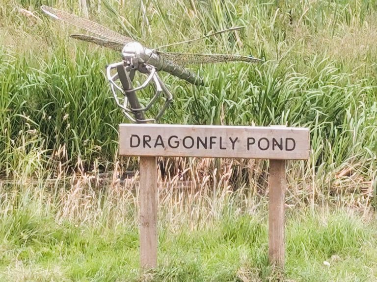 Dragonfly Pond