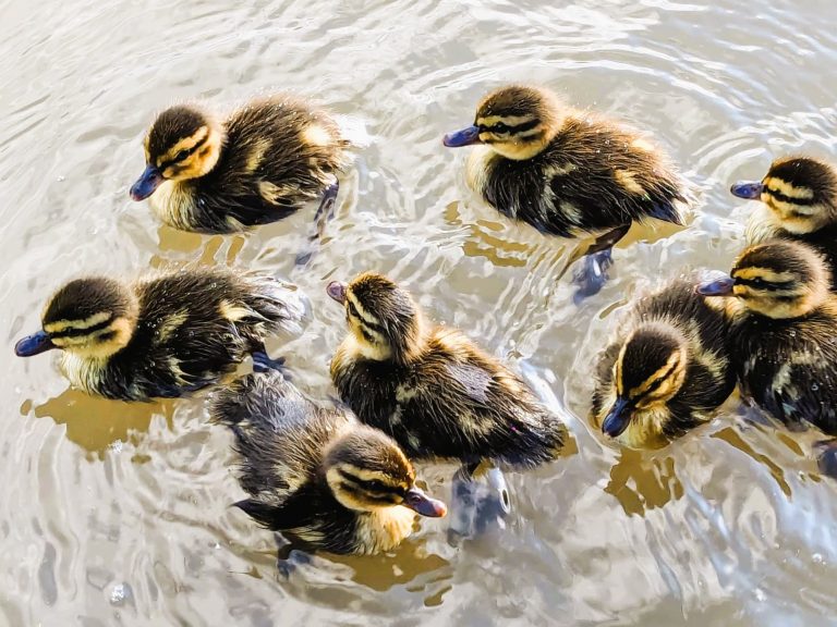 Ducklings