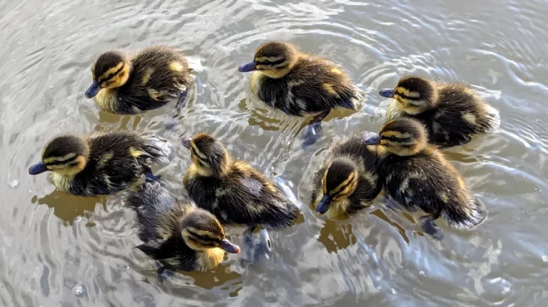 A photo of some ducklings