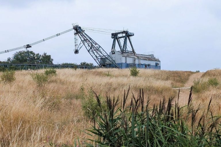 Large crane standing among tall grass in a nature reserve.