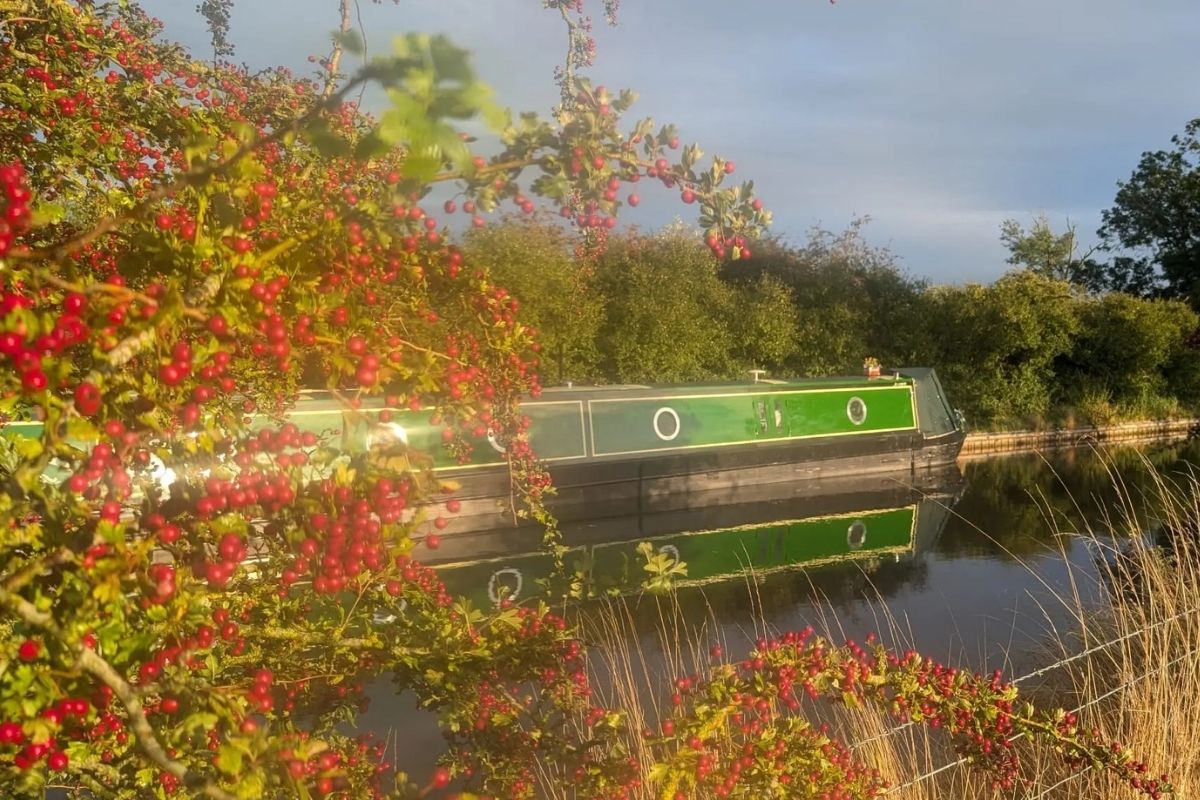 View across the canal with a hawthorn bush covered in red berries and Narrowboat Round Tuit in the background.