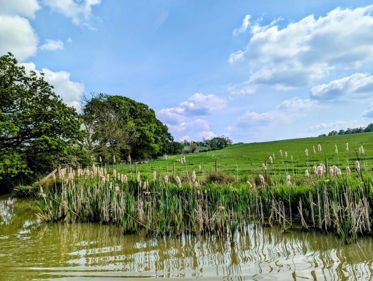 A photo of some bulrushes