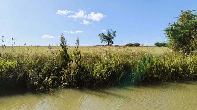 Summer Flora on the Canal