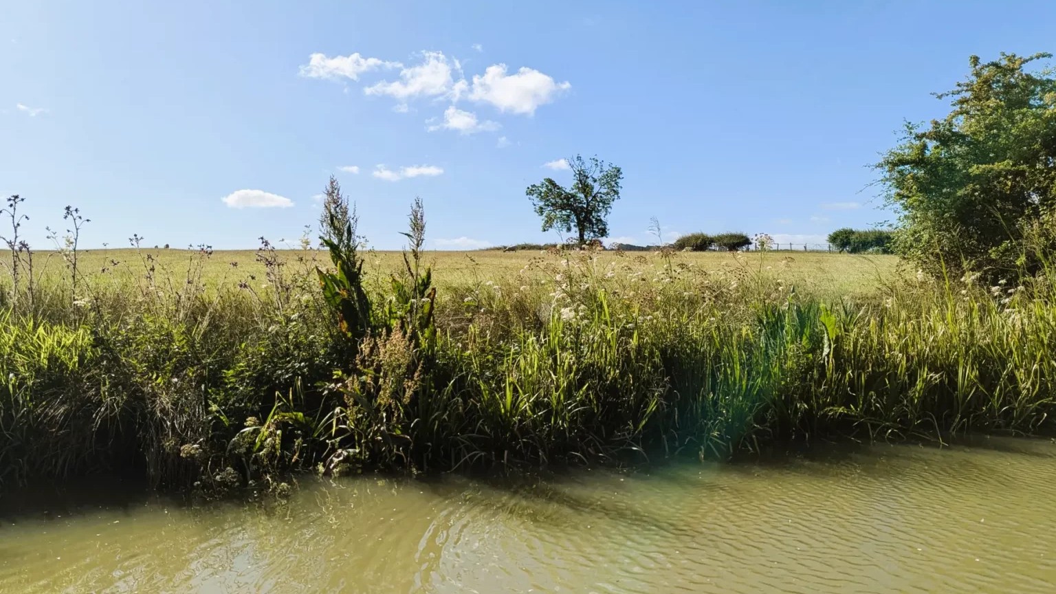 Summer Flora on the Canal