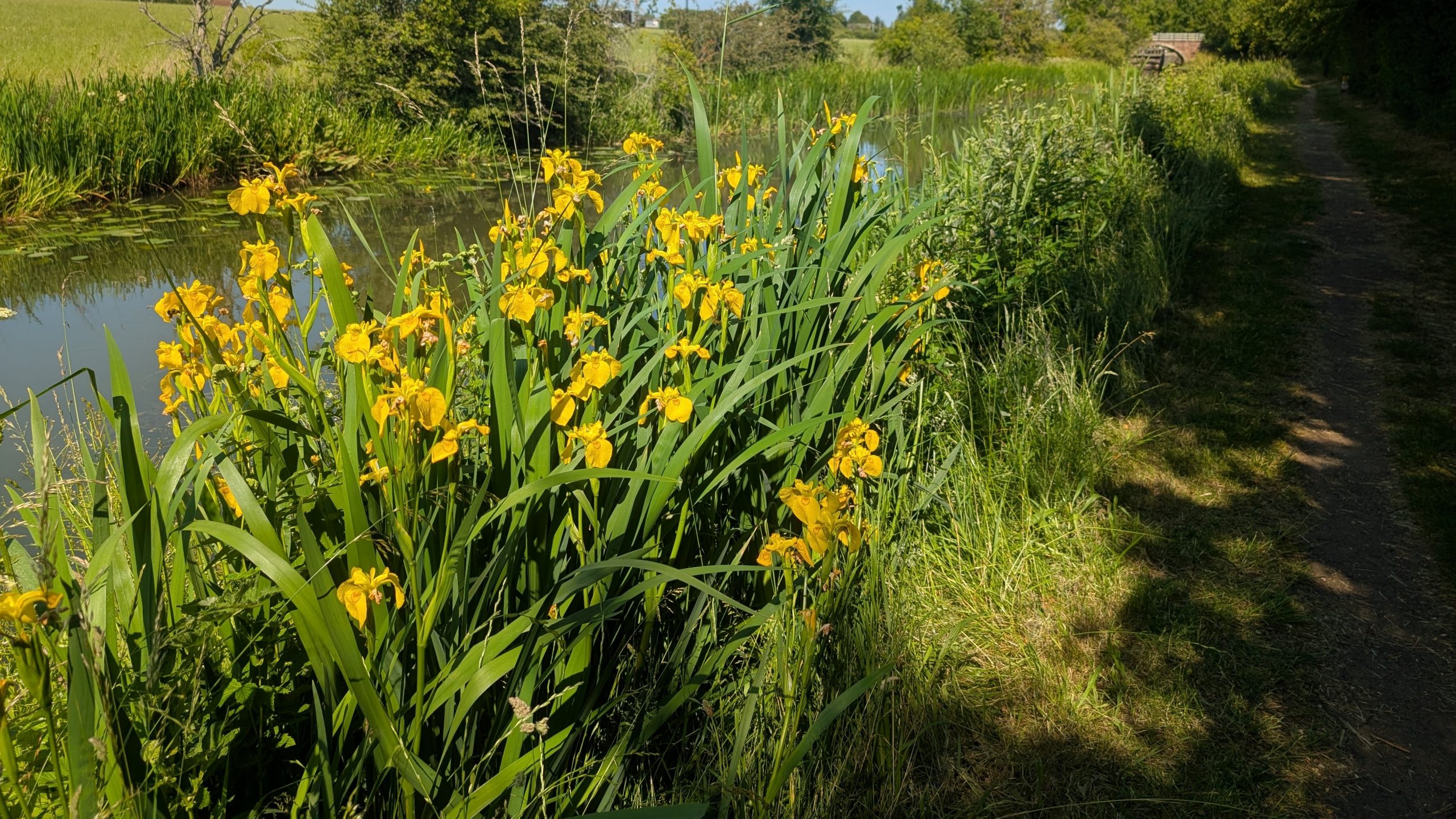 Water Irises on the Canal